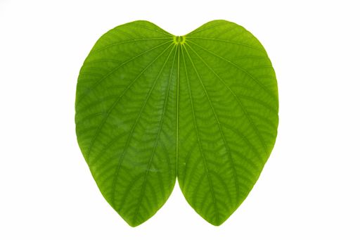 A closeup shot of a green leaf isolated on a white background