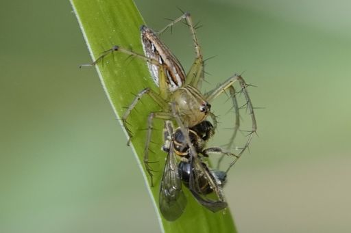 A closeup shot of a buzzer midge on a grass blade