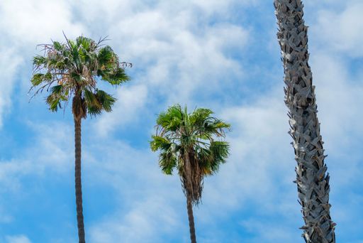 A low angle shot of tall palm trees under a bright blue cloudy sky - Wallpaper of palm trees in the summer