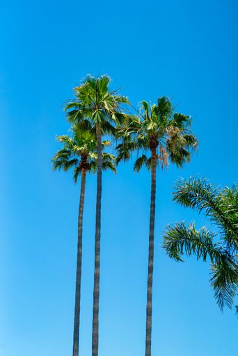A vertical low angle shot of tall vibrant palm trees under a clear blue sky on a sunny day