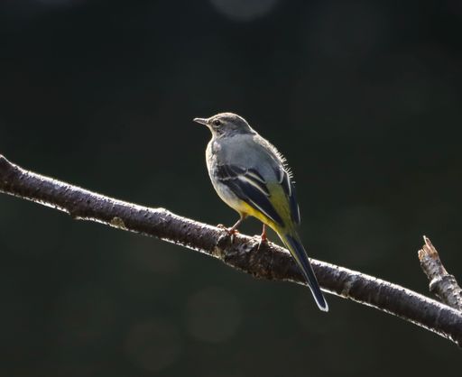 A closeup of a small Grey wagtail (Motacilla cinerea) resting on a rock on the dark background