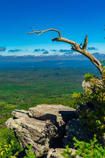 Mountain landscape with clear blue sky and dead tree branch in the foreground at Cheaha State Park, AL