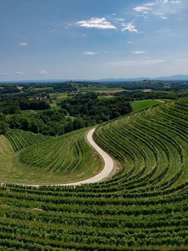 Aerial view of a scenic vineyard with a winding road, surrounded by lush green hills and under a clear blue sky in Croatia