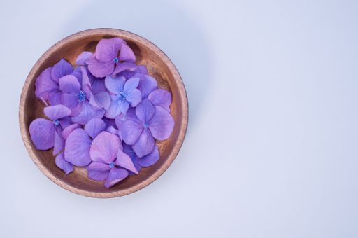 A top view of purple hydrangeas isolated on a light blue background - great for wallpaper