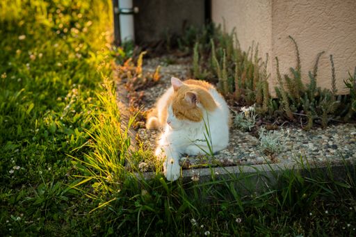 A closeup shot of a cat lying on the grass outdoors