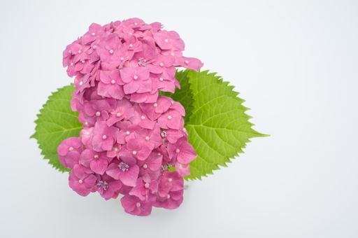 A top view of pink hydrangeas isolated on white background - great for wallpaper
