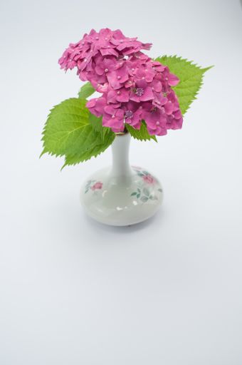 A vertical shot of pink hydrangeas on a vase isolated on white background - great for wallpaper