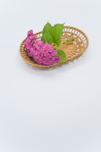 A vertical shot of pink hydrangeas on a flat wicker basket isolated on white background