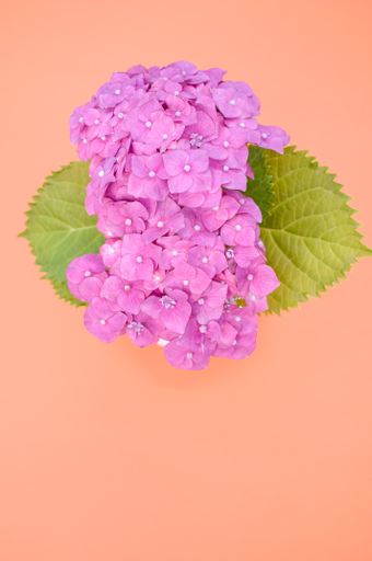 A vertical shot of pink hydrangeas isolated on pastel orange background - great for wallpaper