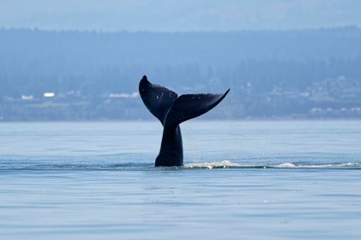 A humpback whale tail in the Salish Sea, British Columbia, Canada