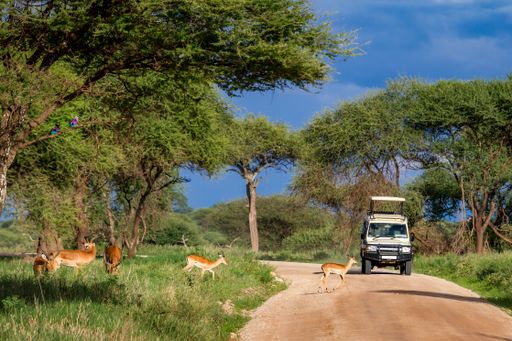 A closeup shot of safari in Tarangire National park, Tanzania