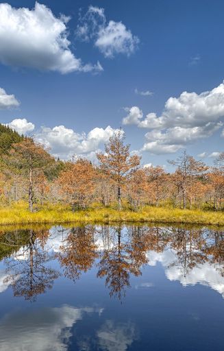 A serene landscape of autumn trees reflected in a calm lake under a bright blue sky with fluffy clouds