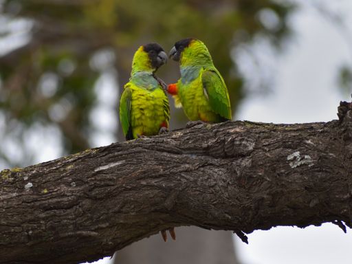group of nanday parakeet (Aratinga nenday), also known as the black-hooded parakeet, seen in a park in Buenos Aires, Argentina