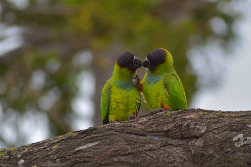 group of nanday parakeet (Aratinga nenday), also known as the black-hooded parakeet, seen in a park in Buenos Aires, Argentina