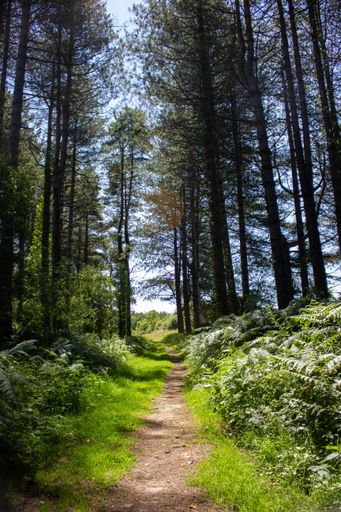 A narrow pathway through the green forest on a sunny day