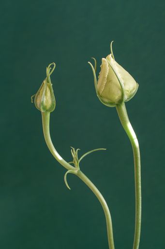 A closeup shot of two white carnation flower buds isolated on green