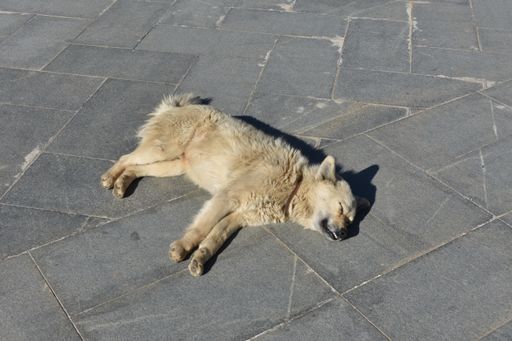 A stray dog lying on tiled outdoor pavement on a sunny day