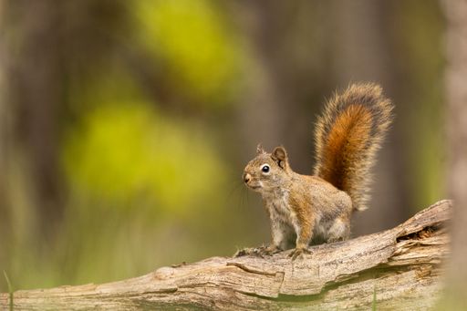 A close-up shot of a red squirrel perched on a tree branch in a forest with a blurred green background