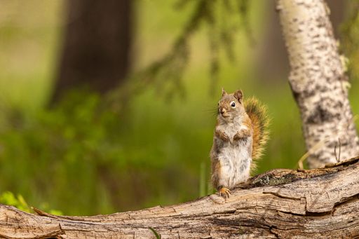 A close-up shot of a red squirrel perched on a tree branch in a forest with a blurred green background
