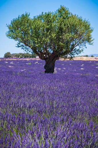 A beautiful vertical shot of a vibrant lavender field with purple flowers surrounding an old tree in Plateau de Valensole