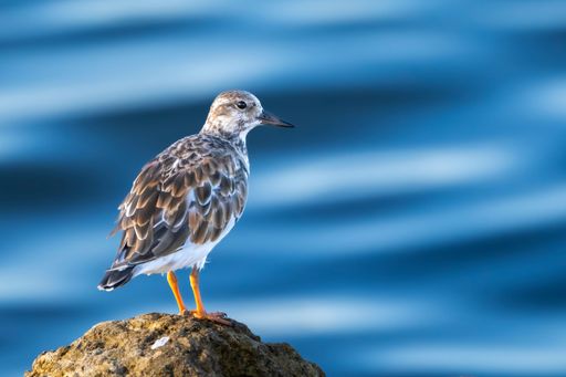 A close-up of a small bird perched on a rock with a blurred blue water background.