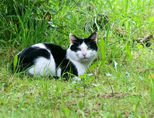 A black and white cat lying in green grass in a garden, looking at the camera.