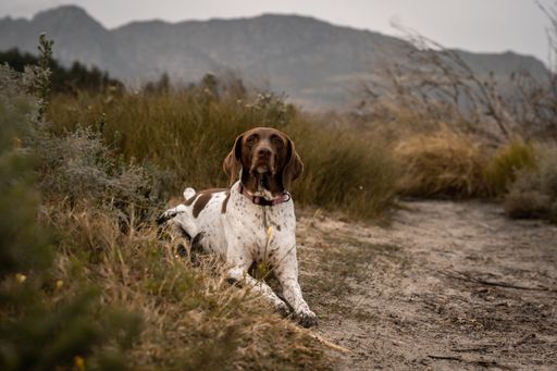 A close-up portrait of an English Pointer dog in a forest park
