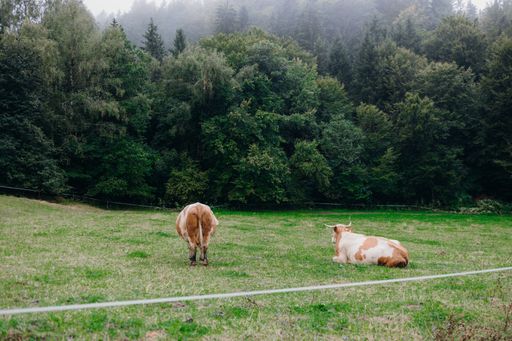 A green meadow with two cows against the background of a lush forest