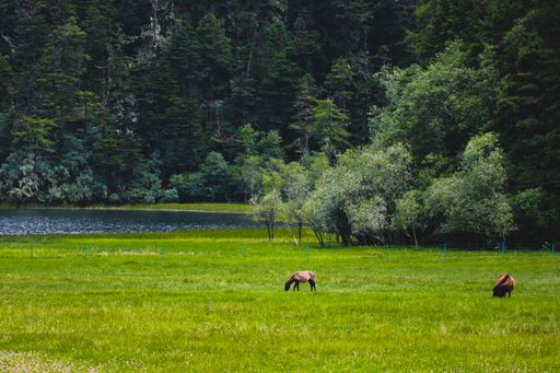 The horses grazing in a lush green meadow near a serene lake with a dense forest in the background