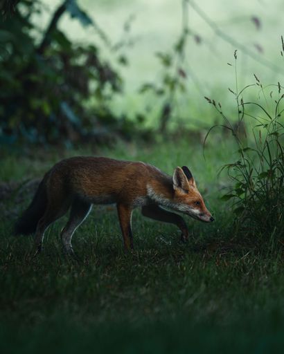 A red fox cautiously walking through a grassy area with a blurred green background.