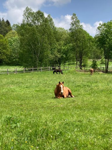 A tranquil scene of horses grazing and resting in a lush green field surrounded by trees and a wooden fence under a partly cloudy sky.