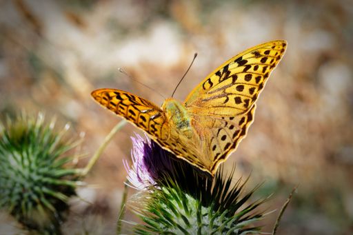 A close-up of a vibrant orange butterfly perched on a thistle flower with a blurred background.