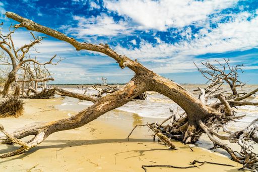 A scenic view of Driftwood Bach in Savannah, GA