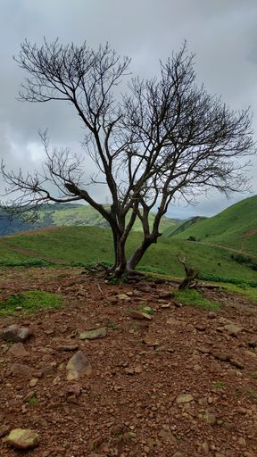 A solitary leafless tree standing on a rocky hilltop with green rolling hills in the background under a cloudy sky.
