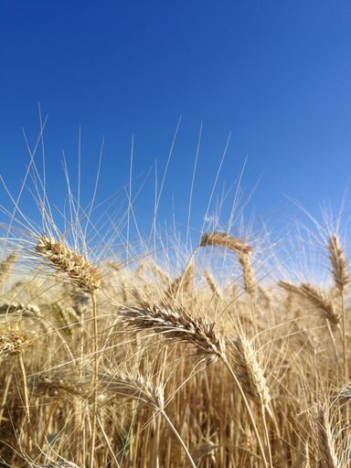 A vertical shot of golden wheat spikes with blue sky in the background