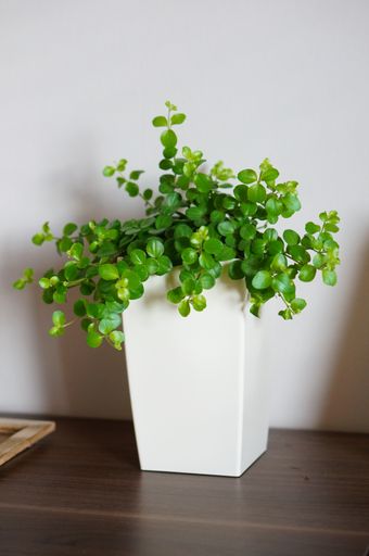 A beautiful shot of a plant in a white pot on a wooden table