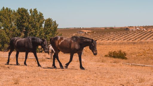 A closeup shot of horses in an open field with few trees under sunlight