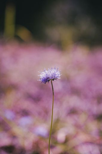 A selective focus of a single purple flower