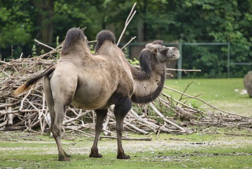 A closeup shot of a camel standing on the grass in front of many wood sticks