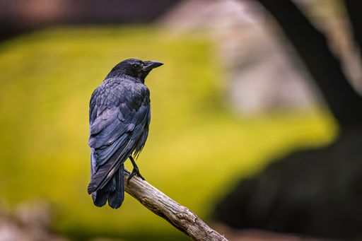 A black crow perched on a branch with a blurred green background