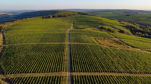 Aerial view of a lush vineyard stretching across rolling hills under a clear sky.