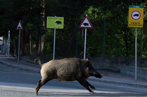 A wild boar running along the road next to two road signs warning of the presence of wild boars at entrance of the urbanization in the mountains