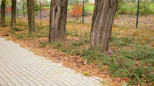 A row of tree trunks with grasses along a concrete brick path