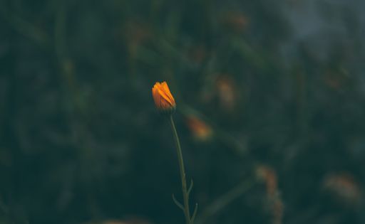 A vibrant yellow flower blooming against blur background of greenery
