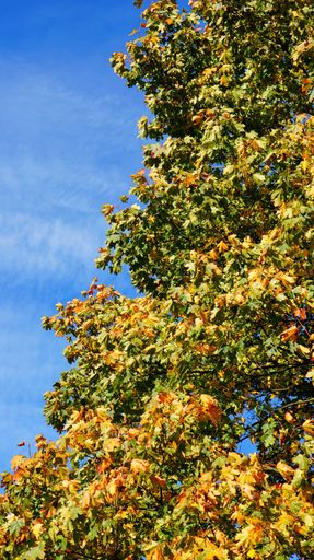 A low angle shot of trees with autumn colors against a blue sky