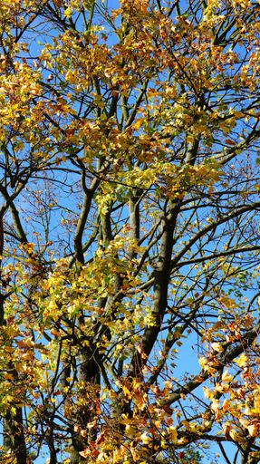 A low angle shot of an autumn tree with yellow leaves against a clear blue sky