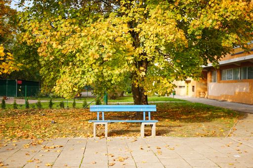 The blue bench under the tree with colorful leaves in the park in autumn