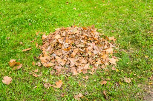 A pile of dried brown leaves on a grassy lawn