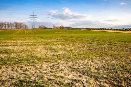 A beautiful shot of a grassy field with trees and an electrical pole in the distance
