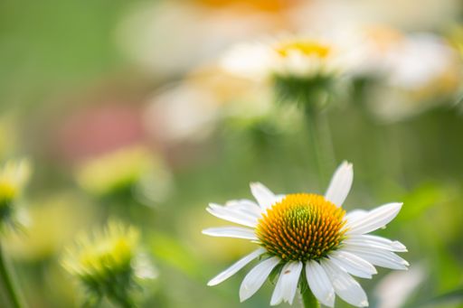 A closeup shot of a white coneflower in its full bloom with blurry coneflowers in the background